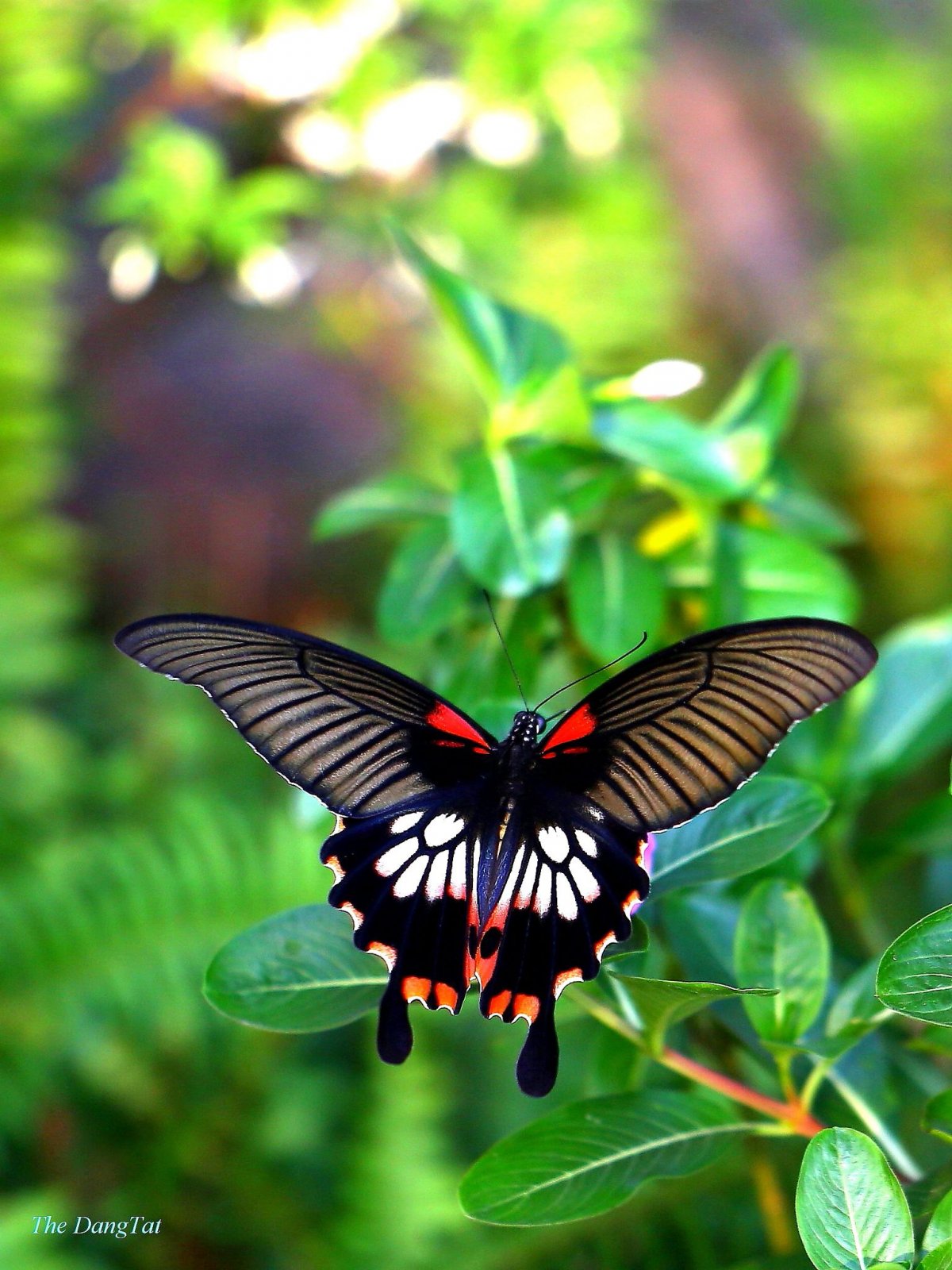 Бабочка Махаон (51 фото)