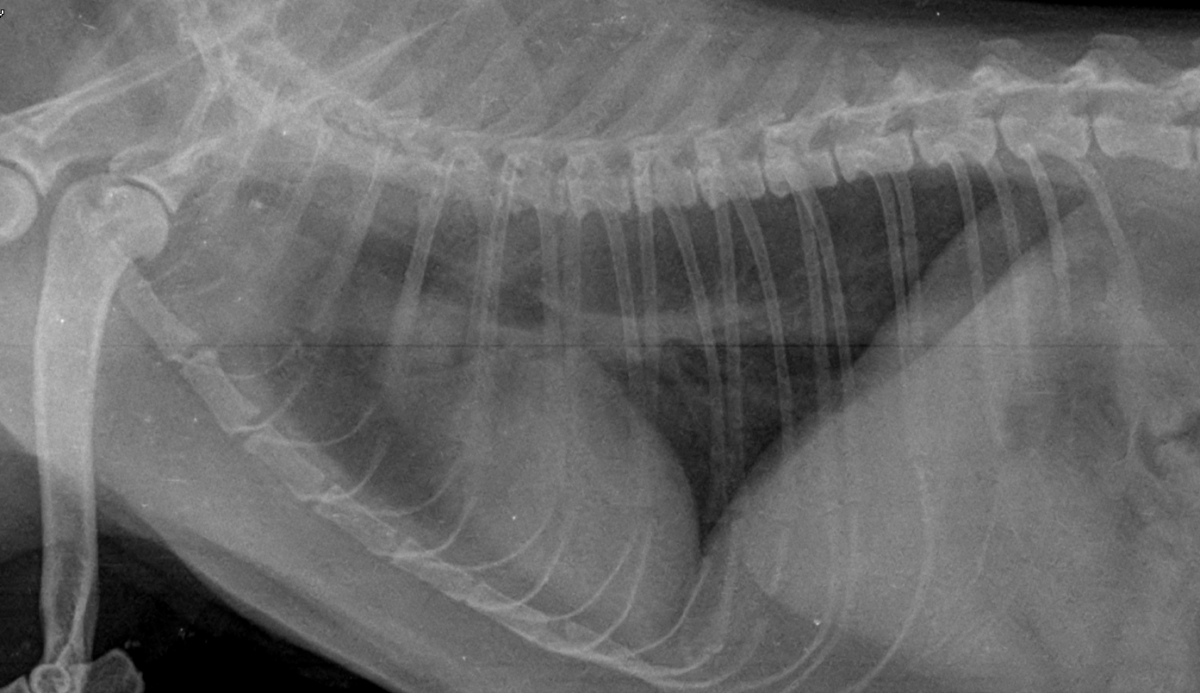 Гидроторакс у кошек. Гидроторакс рентген Ветеринария. Гидроторакс у кошек рентген. Рентген плеврит животных.