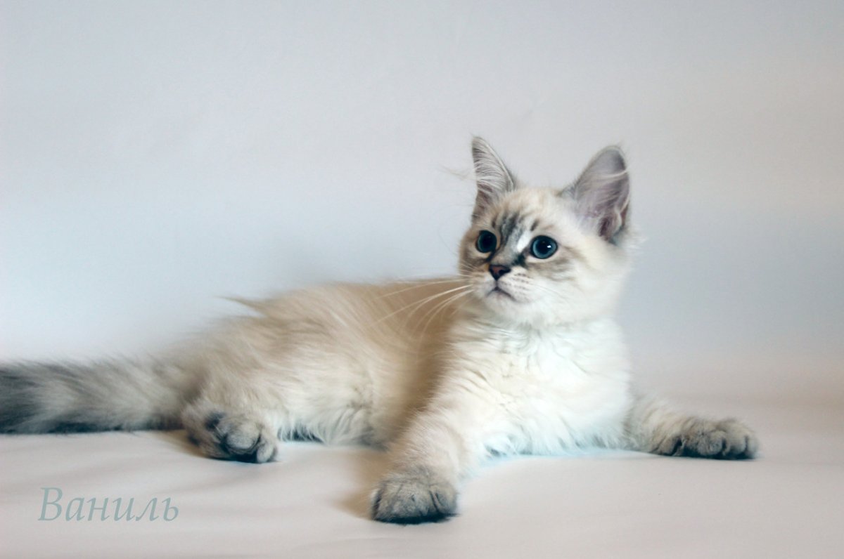 Тайская кошка табби Пойнт (31 фото)