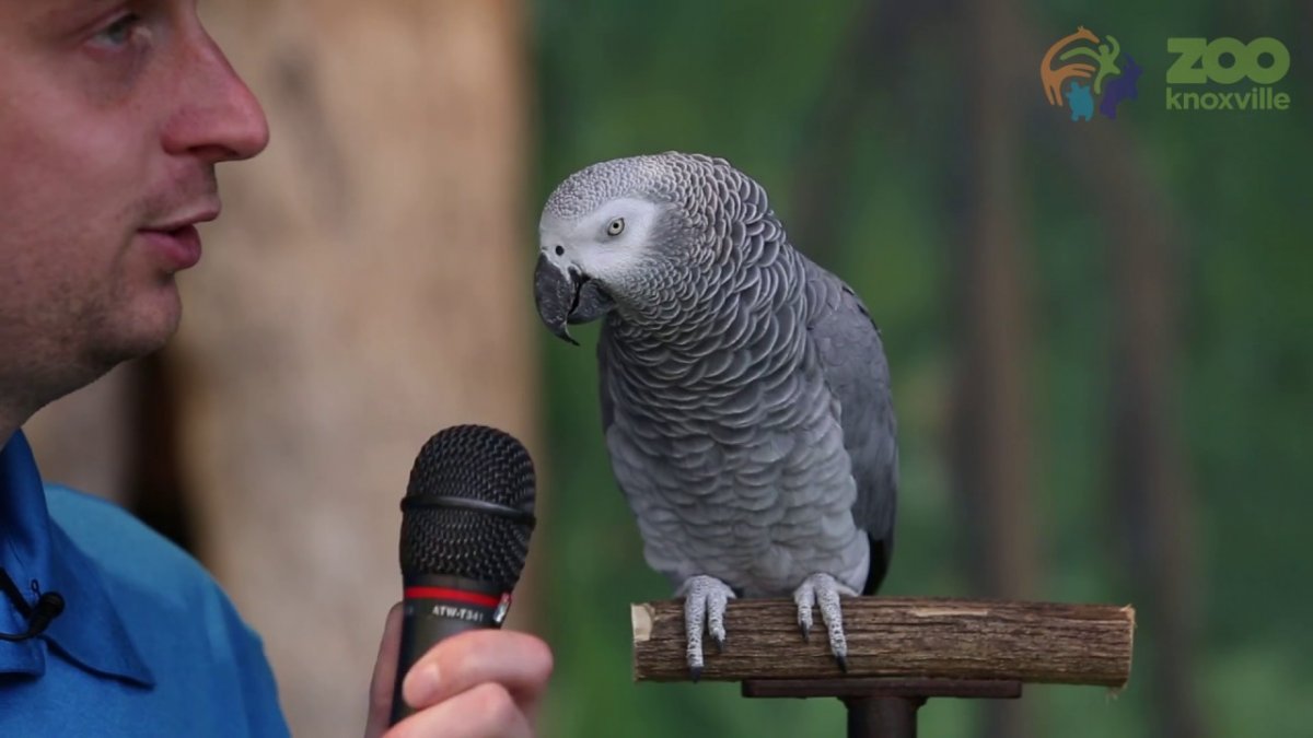 Говорящий попугай (49 фото)