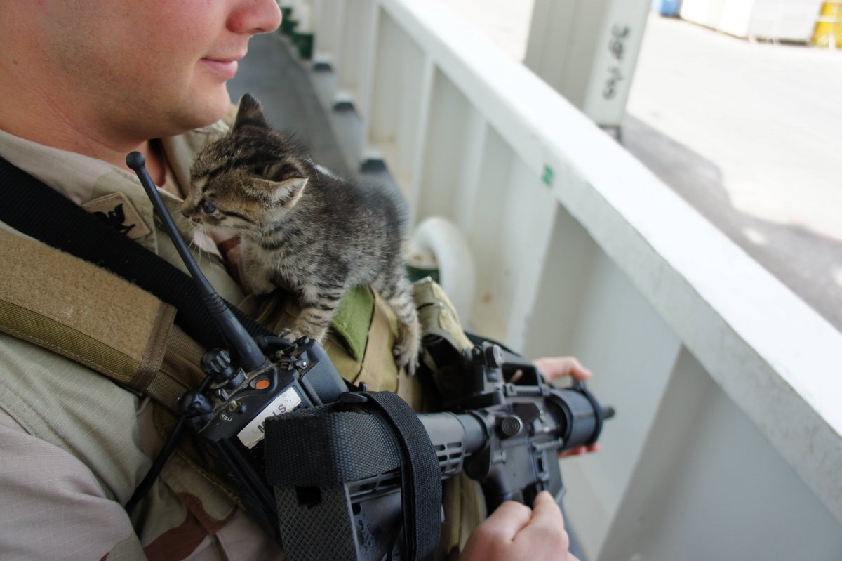 Котик военный (24 фото)