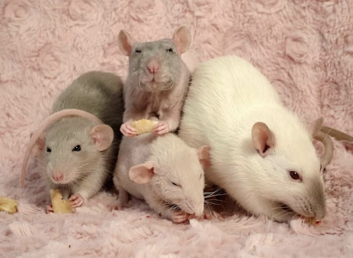 Три крысы подружки (49 фото)