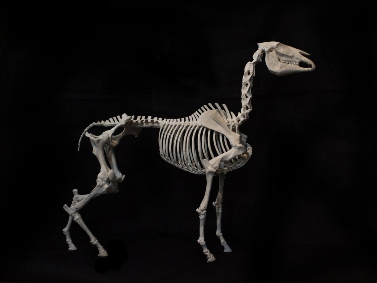 Скелет козла (31 фото)