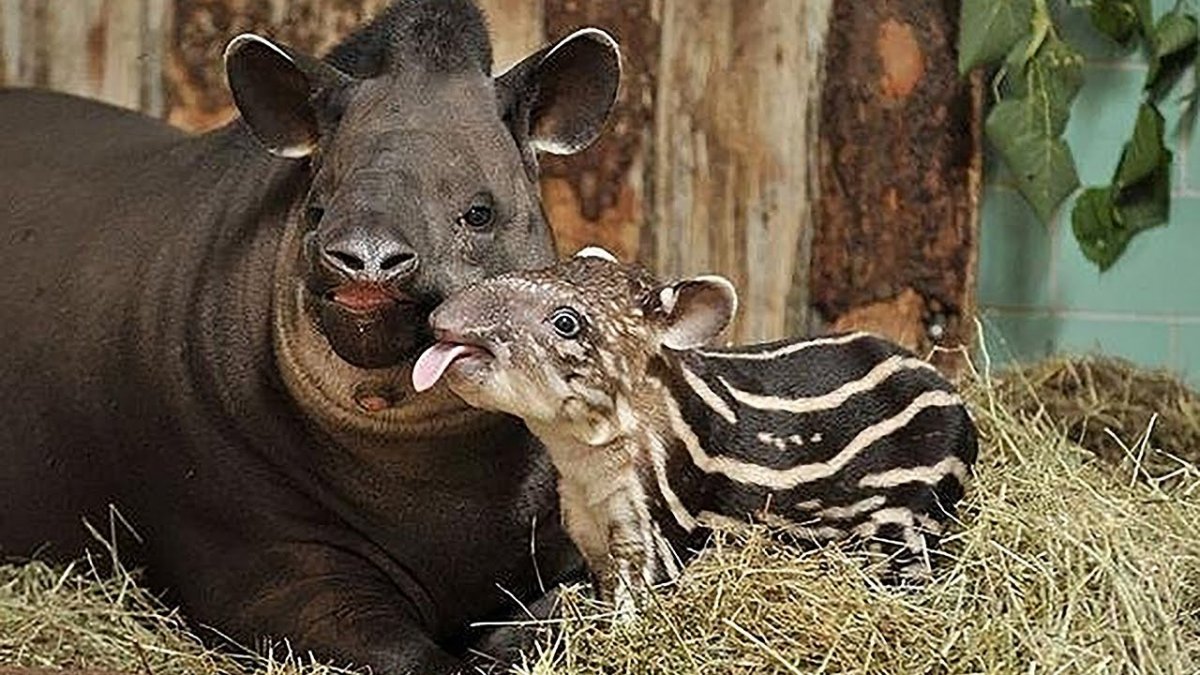 Тапир животное (56 фото)