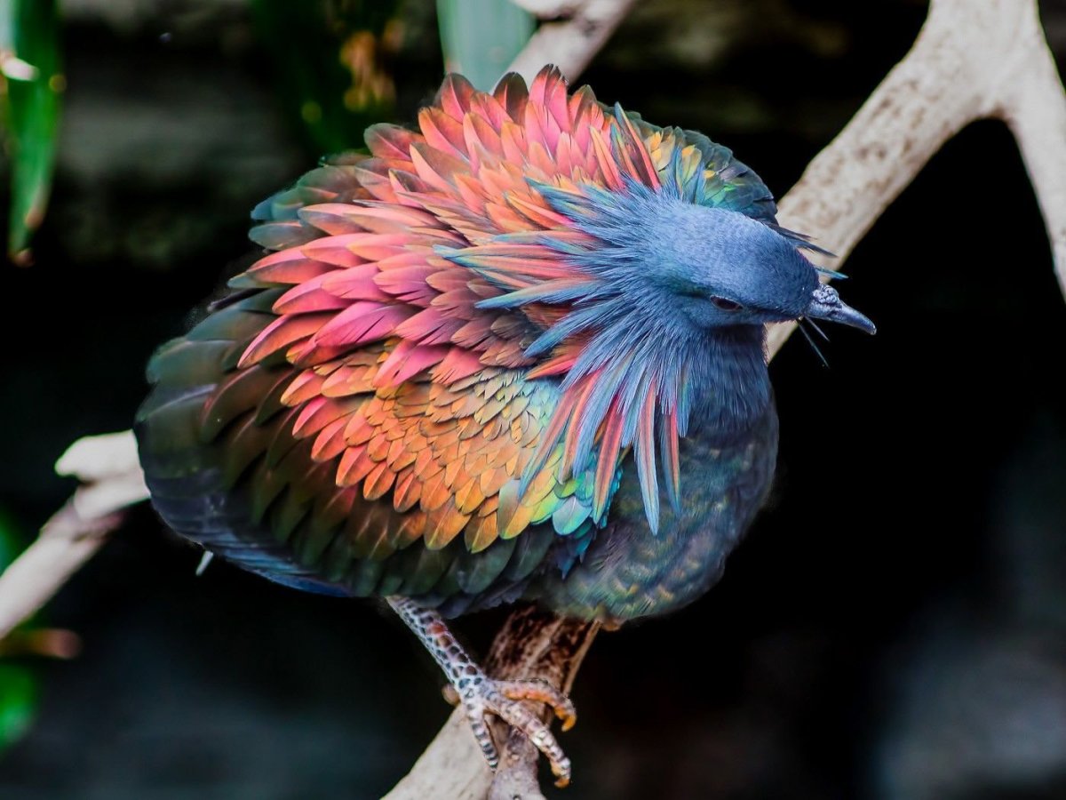 Самые необычные птицы в мире (44 фото)