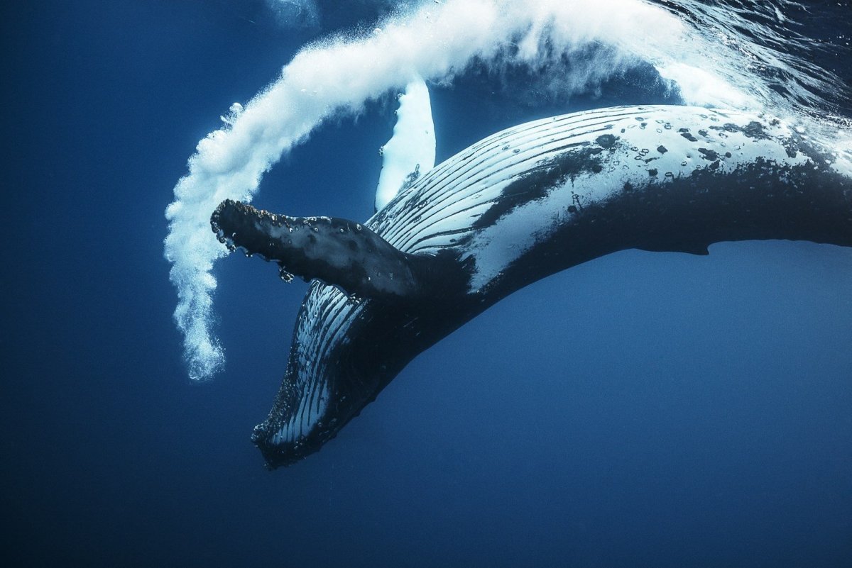 Синий кит животное (50 фото)