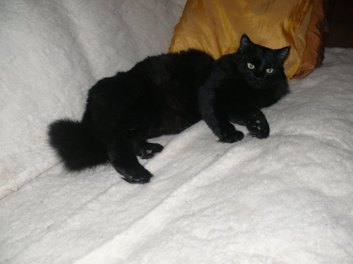 Ангорский кот черный (30 фото)