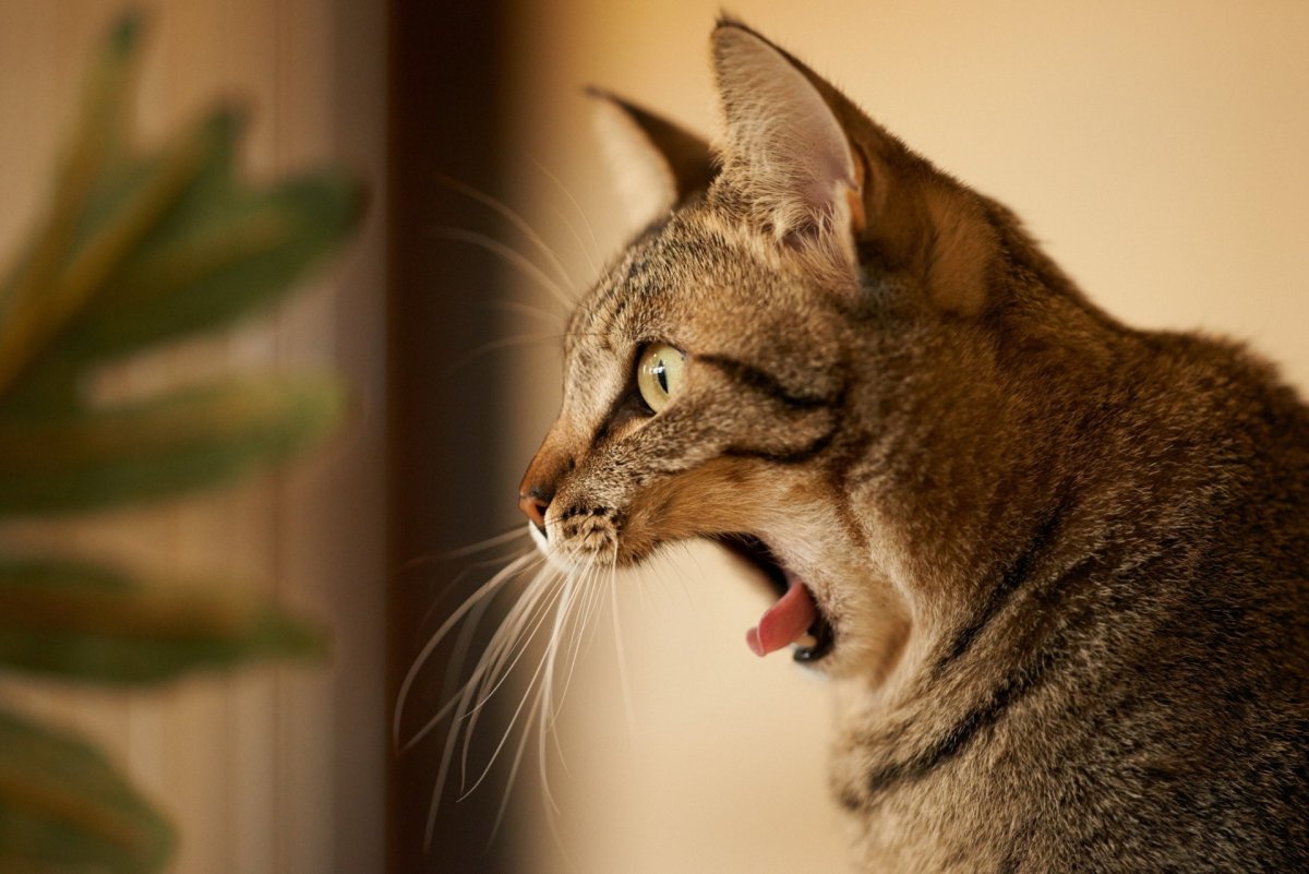 Кот с открытым ртом (52 фото)