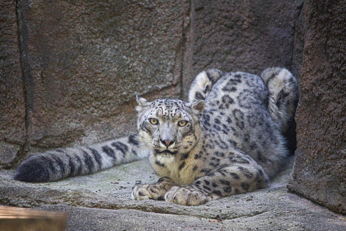 Бенгальский кот снежный Барс (26 фото)