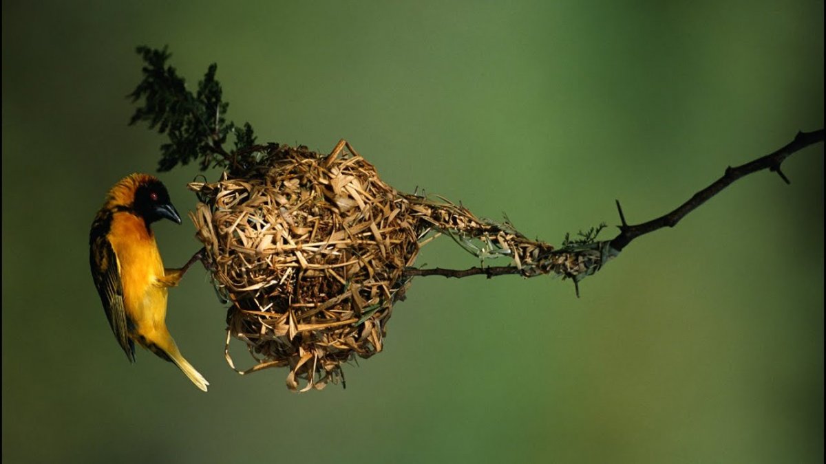 Необычные гнезда птиц (30 фото)