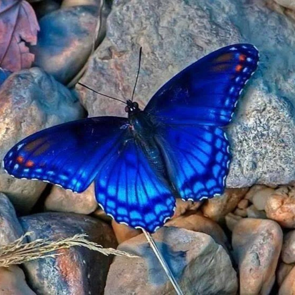Голубая бабочка (48 фото)