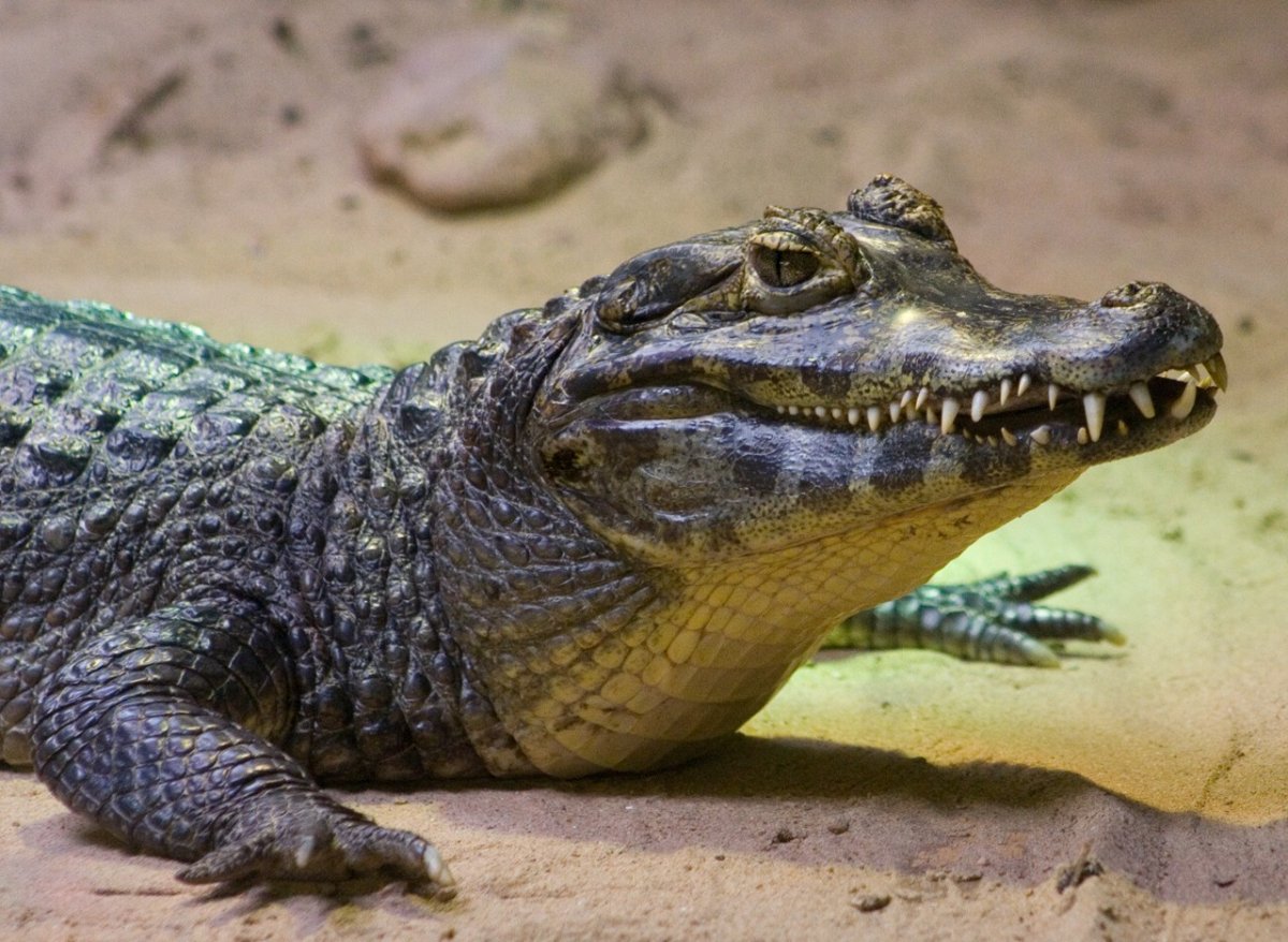 Rare Crocodile species now on exhibit at Adventure Aquarium Crocodile species, C