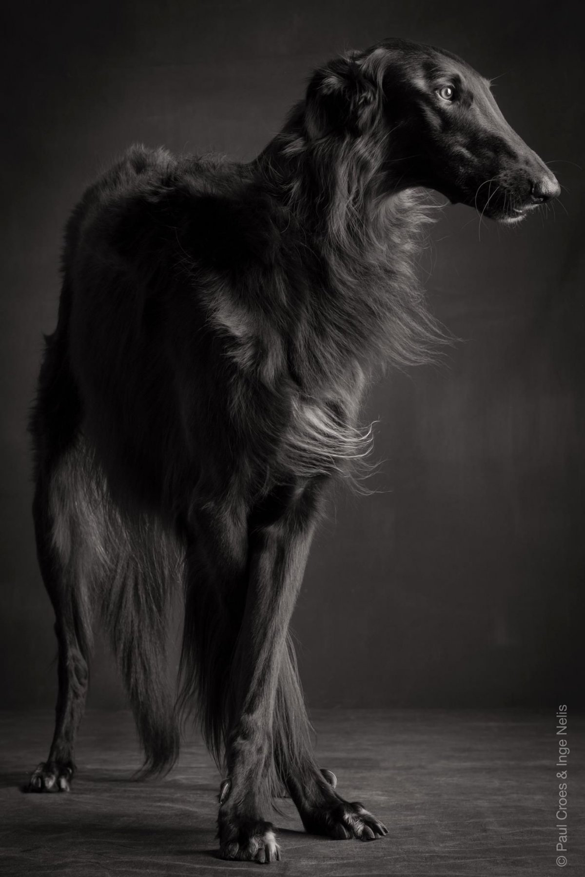 Борзая собака черная (34 фото)