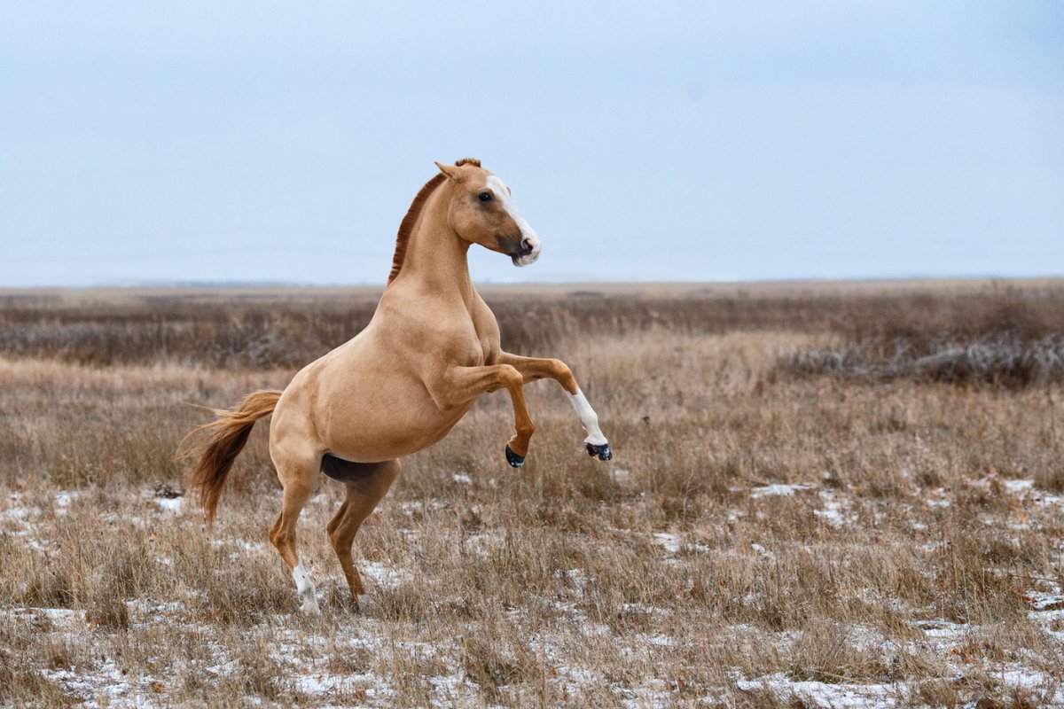 каурая лошадь фото