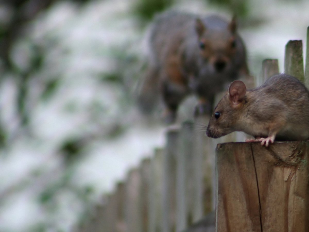 Животное крыса белка (56 фото)