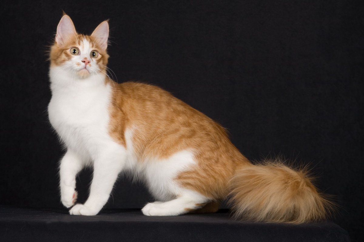 Ангорская кошка рыжая (25 фото)