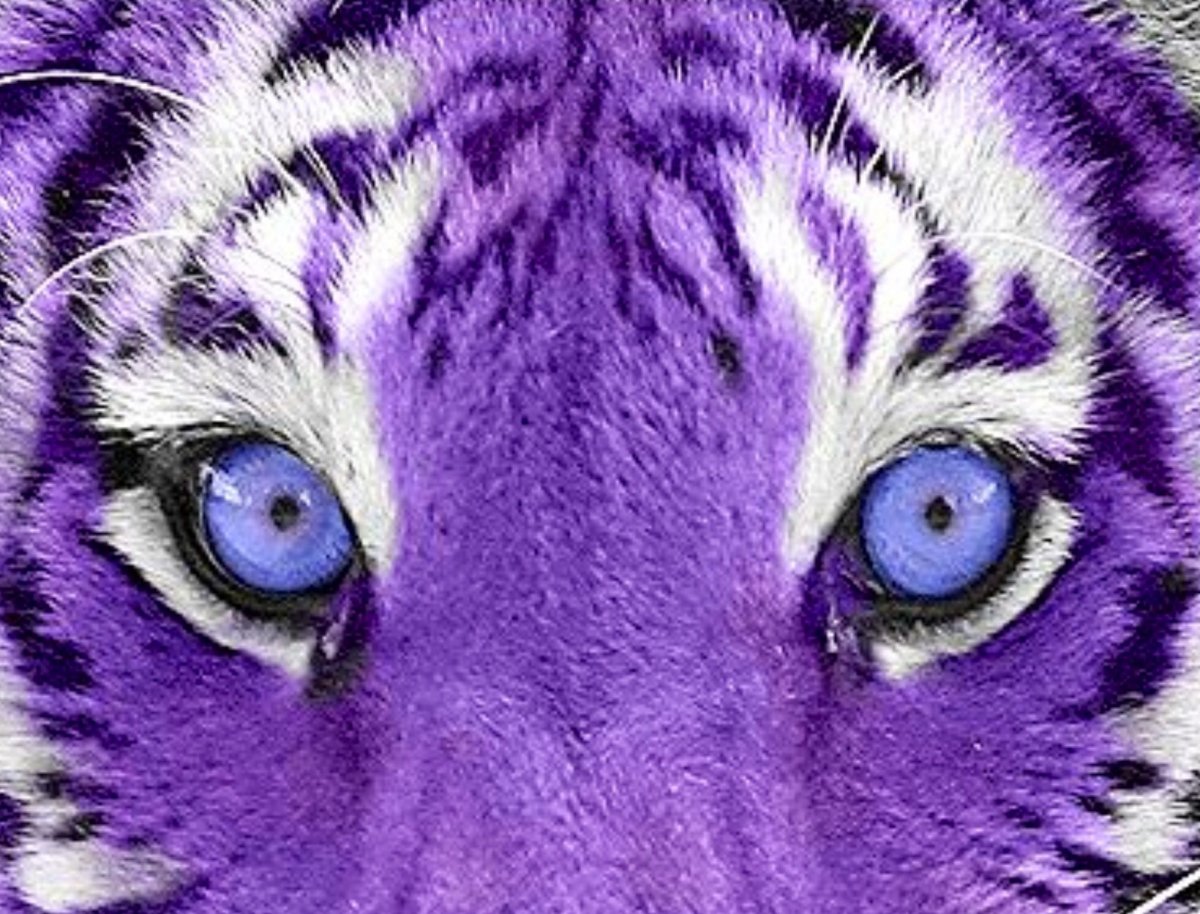 Фиолетовый тигр (29 фото)