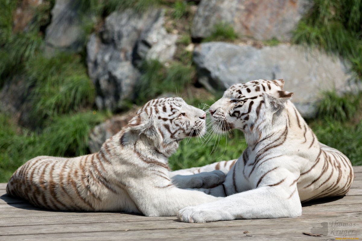 Семейство белых тигров (14 фото)