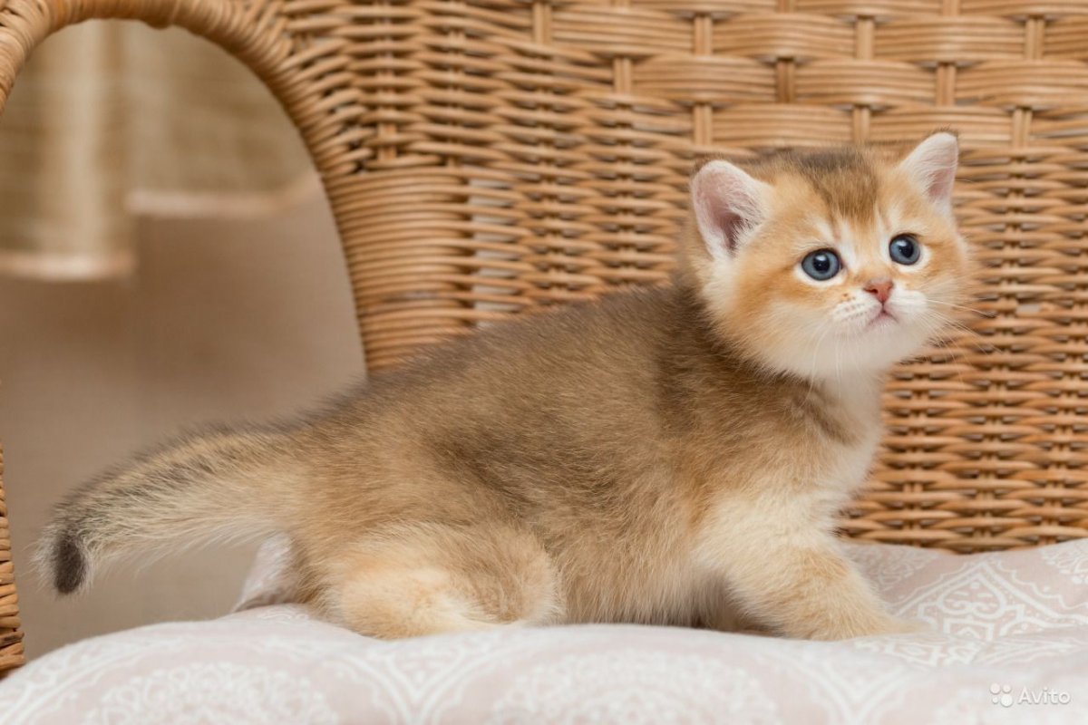 Британская кошка Золотая шиншилла (59 фото)