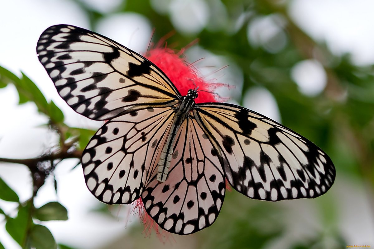 Бабочка черно белая (49 фото)