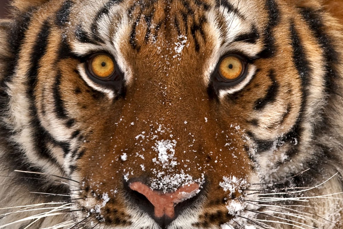 Жёлтый глаз тигра - красивые фото