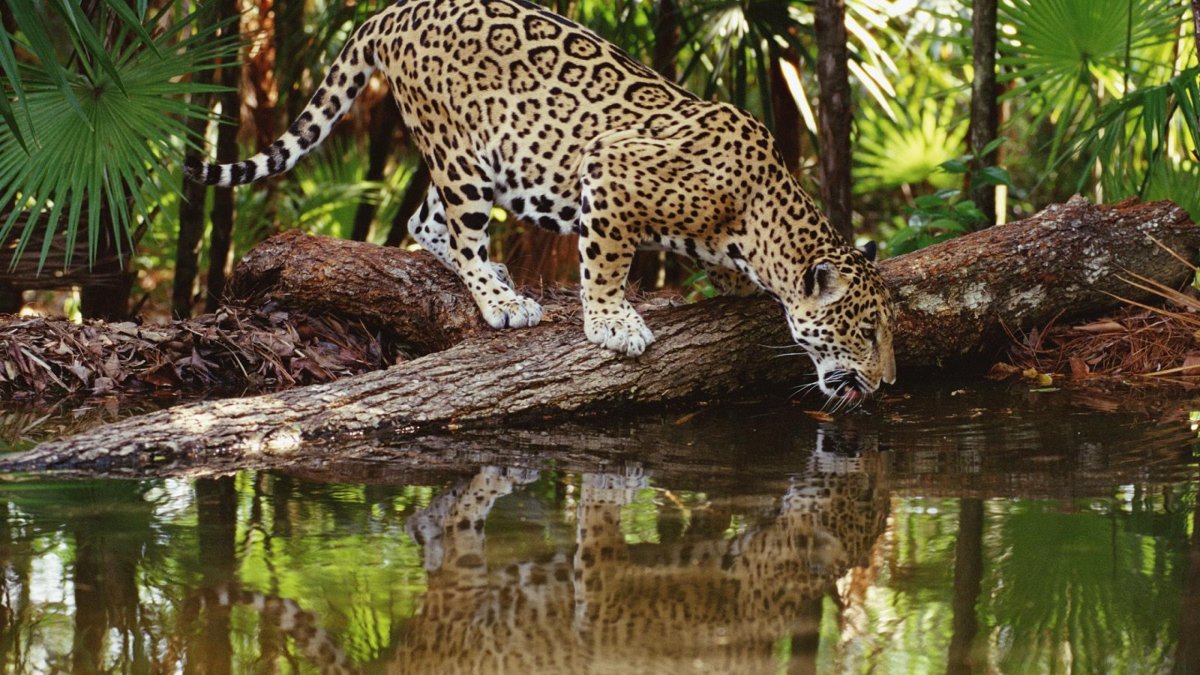 Животные Мексики (57 фото)