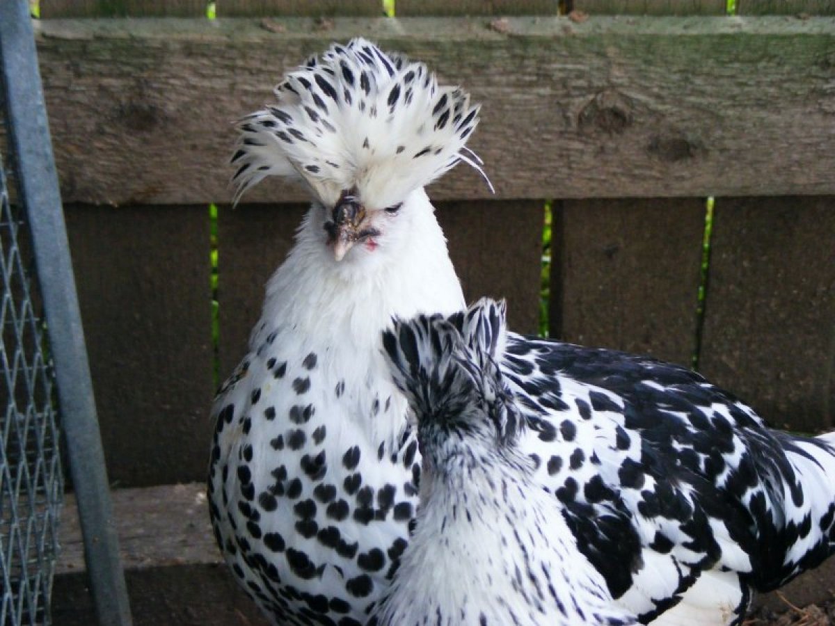 Цыплята Леггорн далматинец (32 фото)