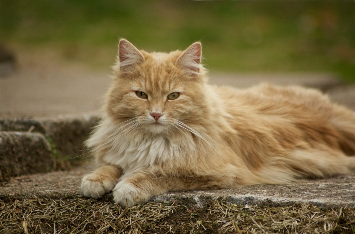 Скандинавская кошка (27 фото)