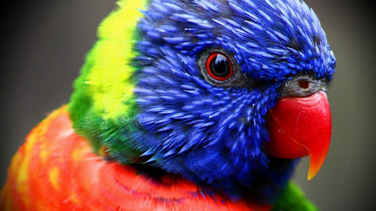 Цветные птицы (32 фото)