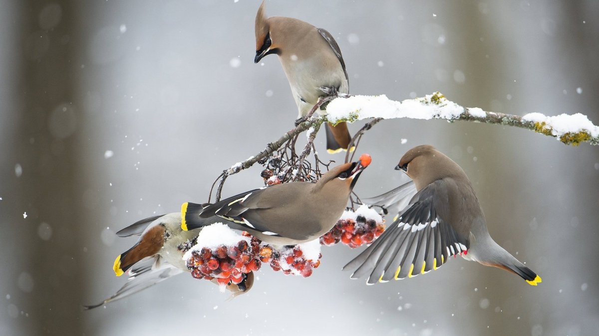 Зимние птицы (56 фото)