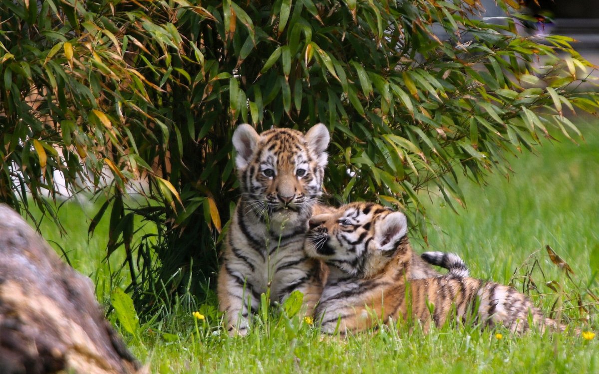 Два тигра (33 фото)