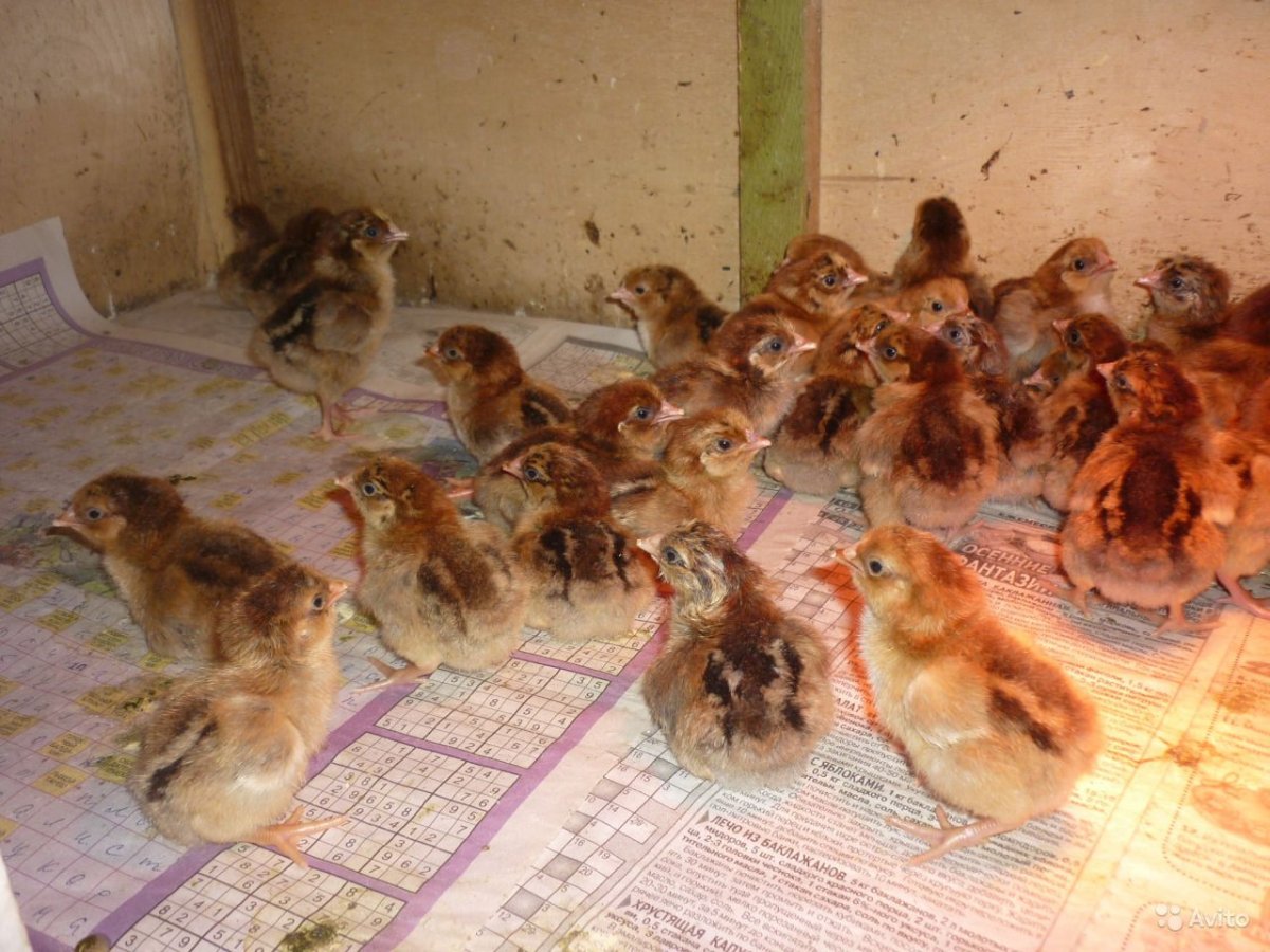 Суточные цыплята Кучинской юбилейной (26 фото)