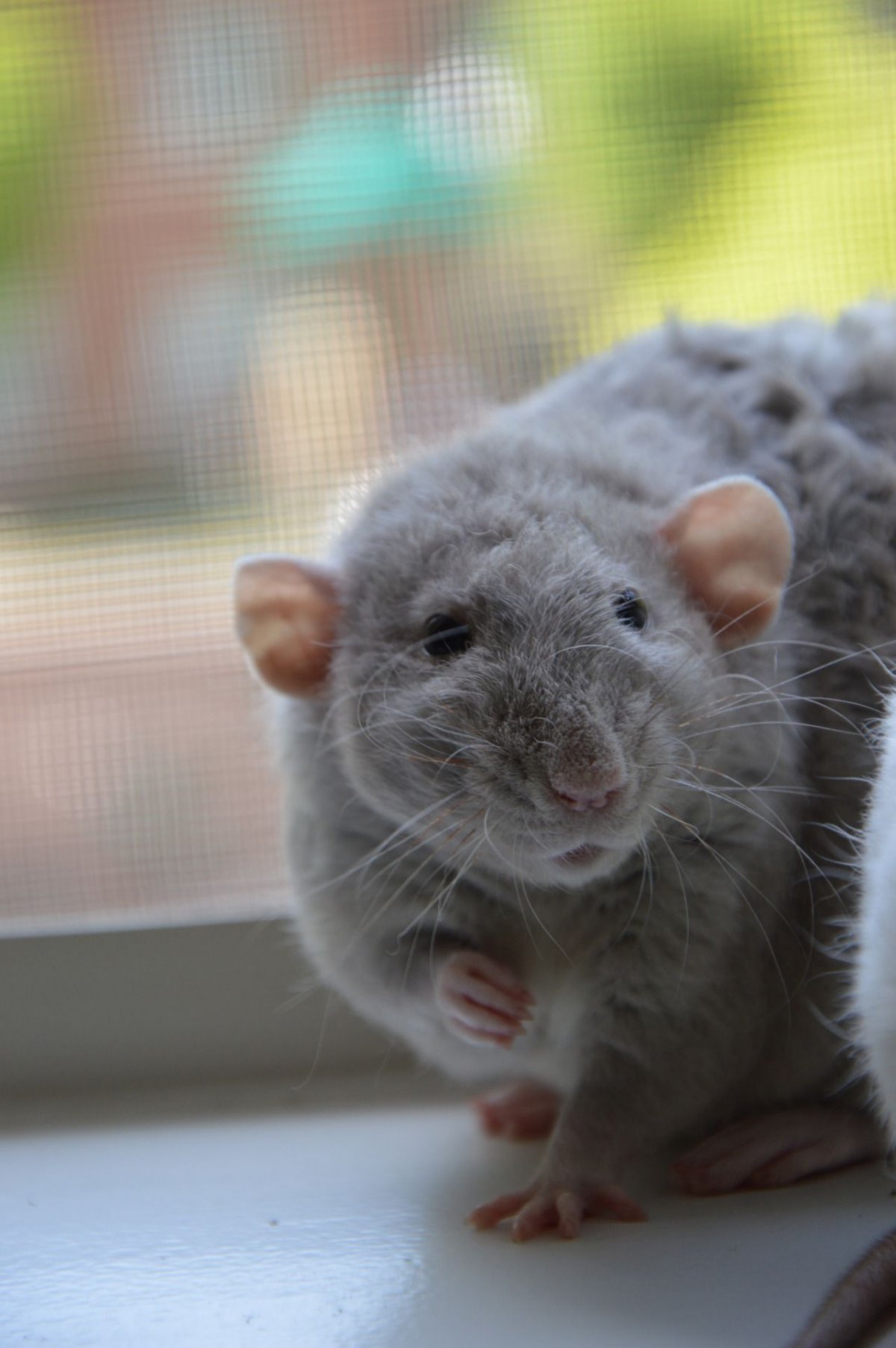 Ушастая крыса (28 фото)