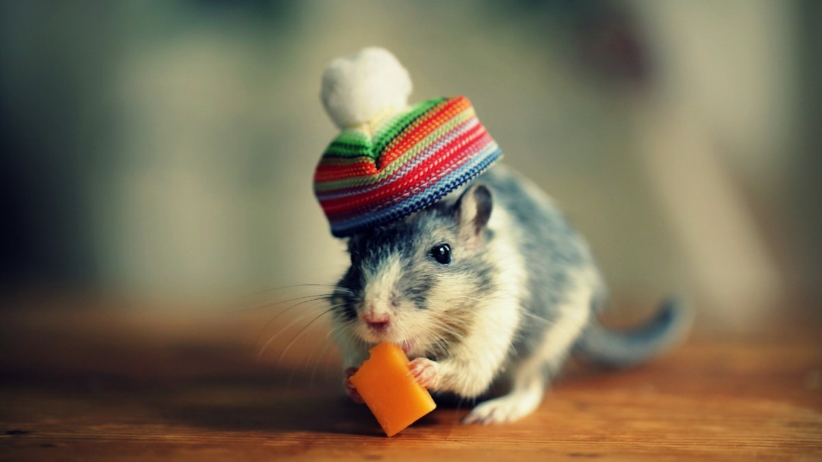 Мышь в шляпе (27 фото)