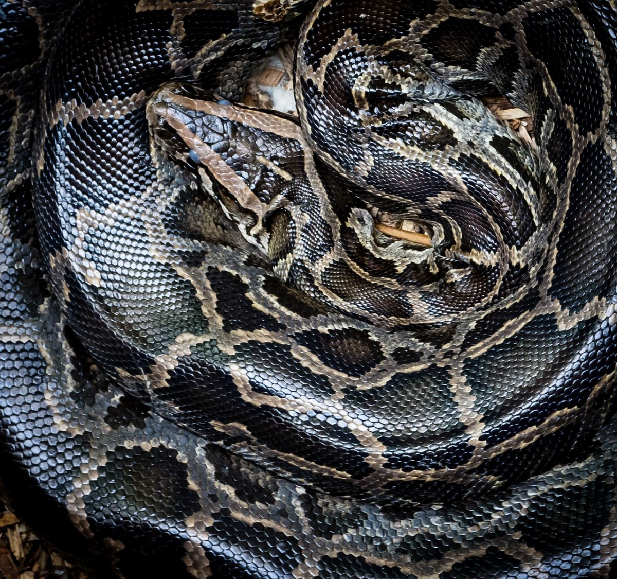 Черный питон змея (33 фото)