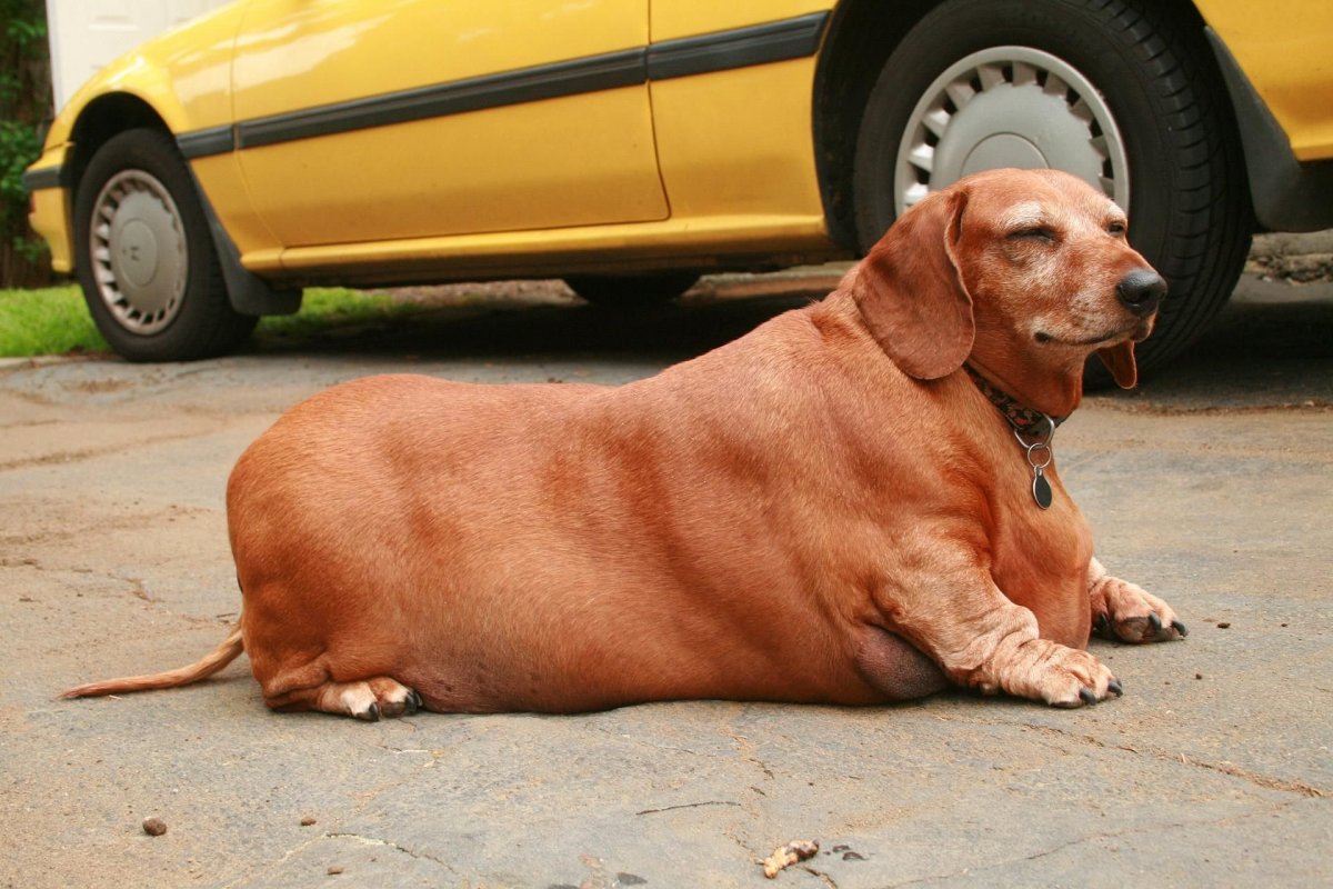 Толстые собаки (51 фото)
