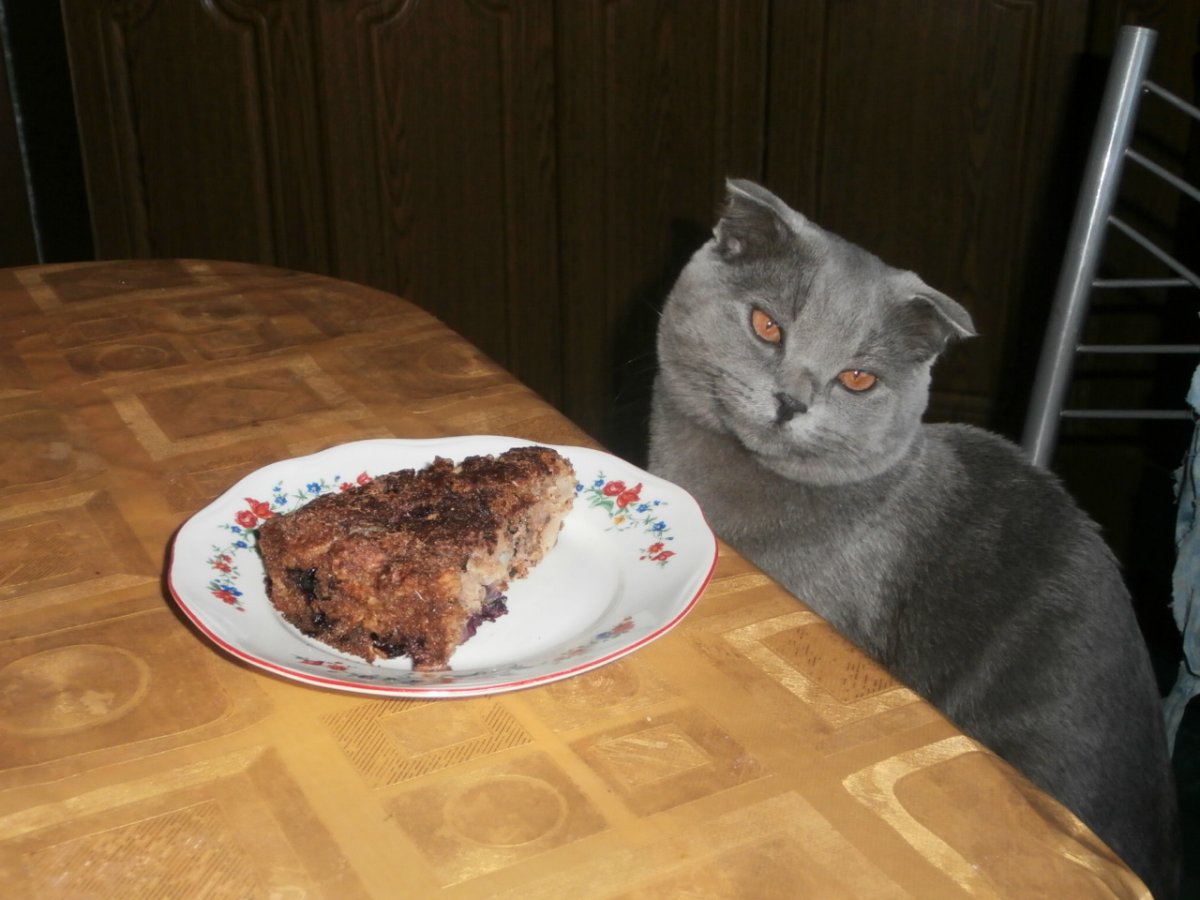Пирожки с котятами (41 фото)