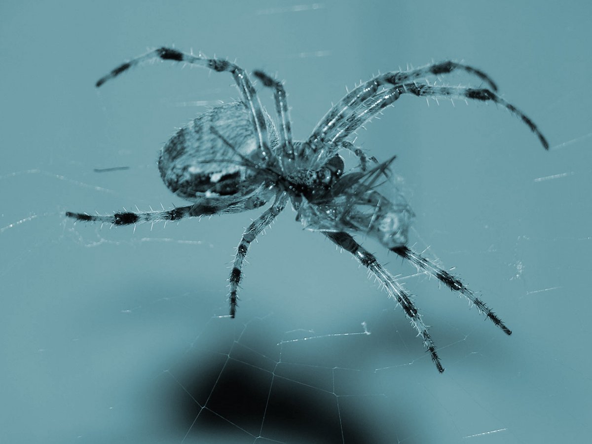Серый паук (45 фото)