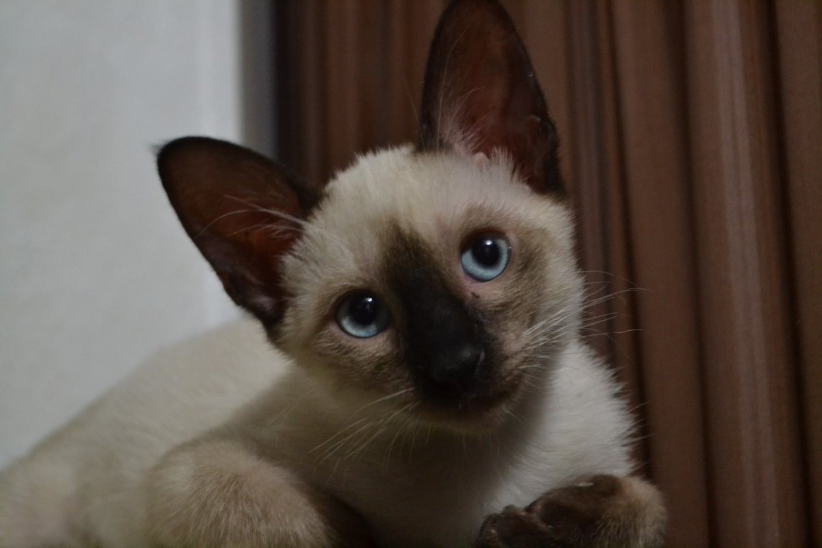 Метис сиамской кошки (30 фото)