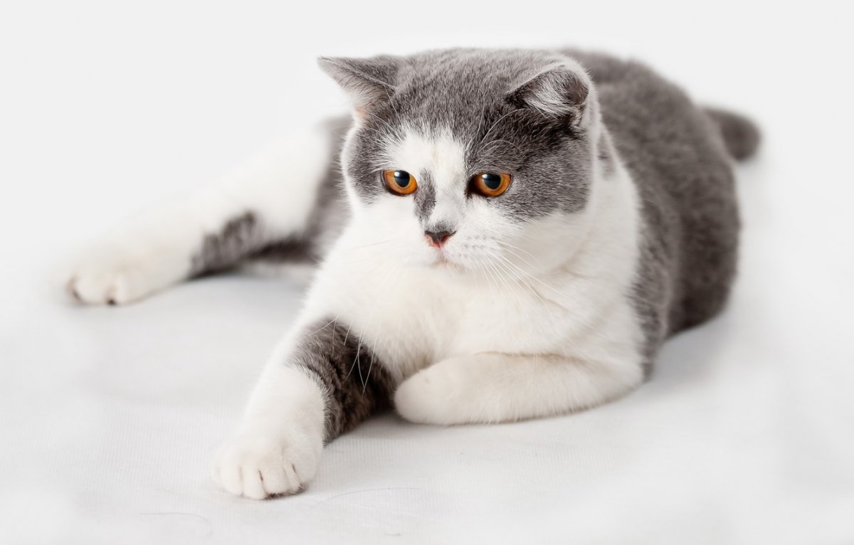 Британская кошка серо белая (34 фото)