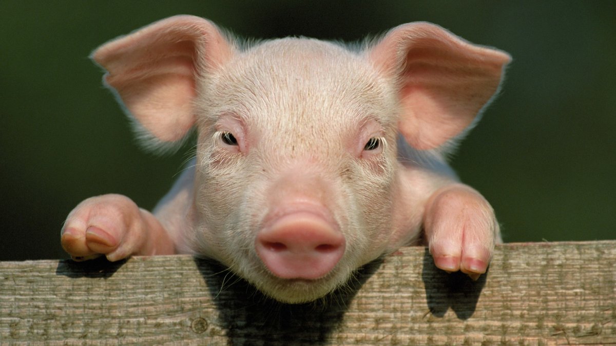Морда свиньи (37 фото)