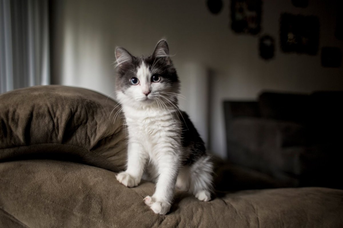 Кот на диване (40 фото)