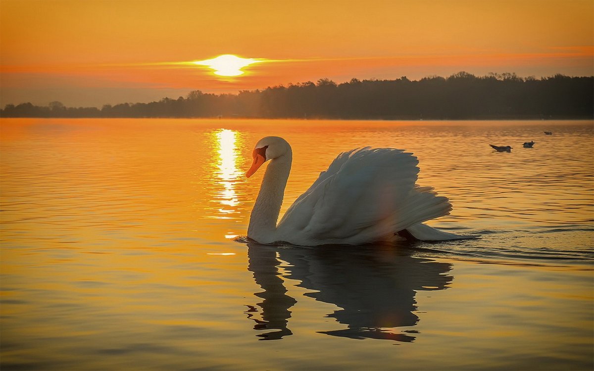 Лебеди на закате (32 фото)