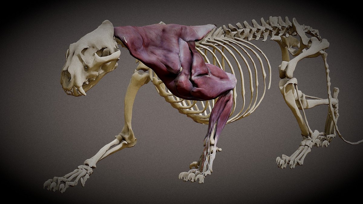 Скелет бурого медведя (28 фото)