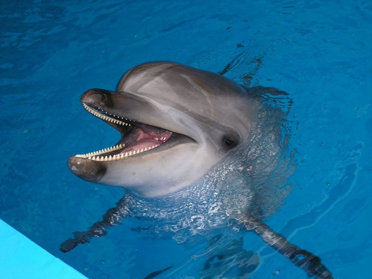 Зубы дельфина (51 фото)