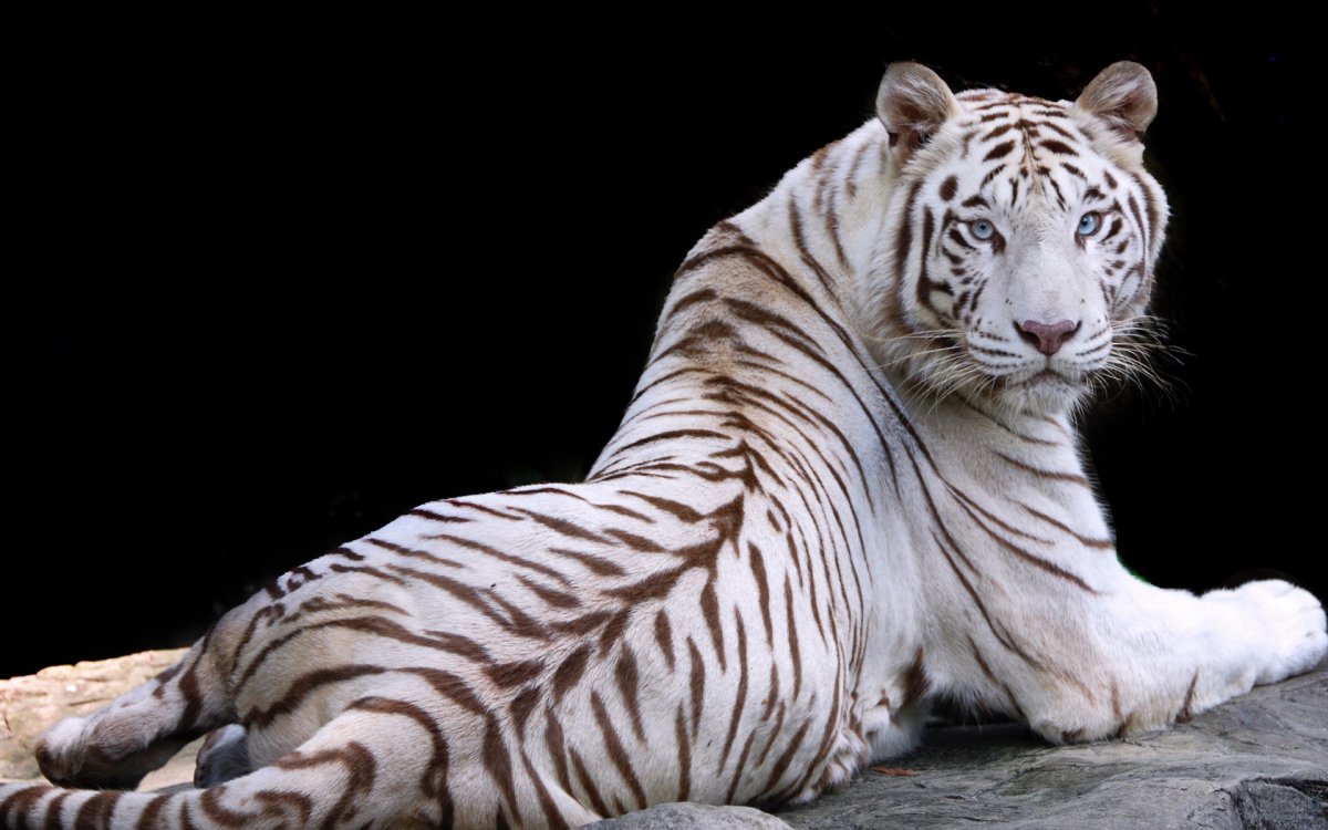 Тигр черно белый (52 фото)