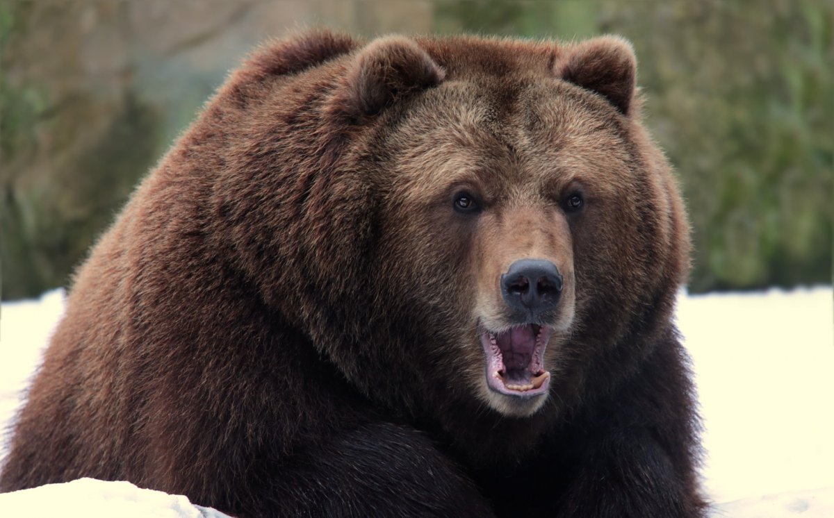 Самый крупный медведь в мире (52 фото)