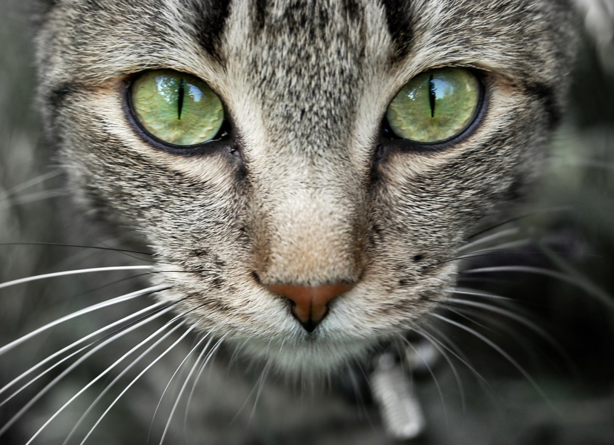 Кот с большим носом (51 фото)