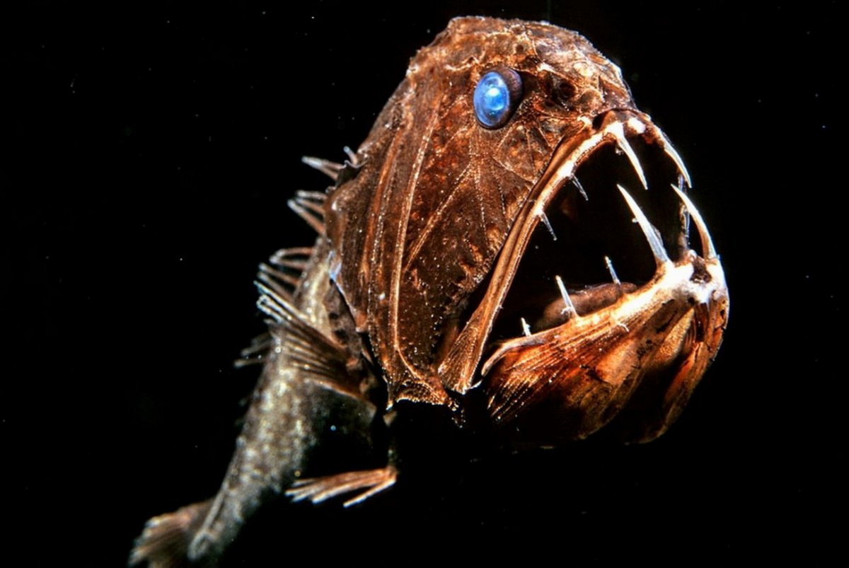 Самые глубоководные рыбы (51 фото)