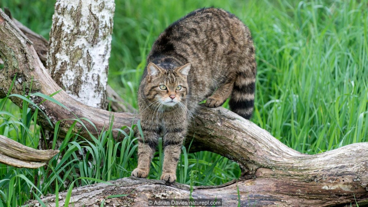 Шотландская Дикая кошка (46 фото)